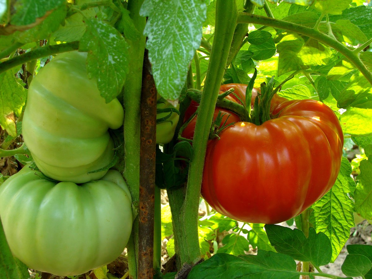 pěstování převislých odrůd rajčat