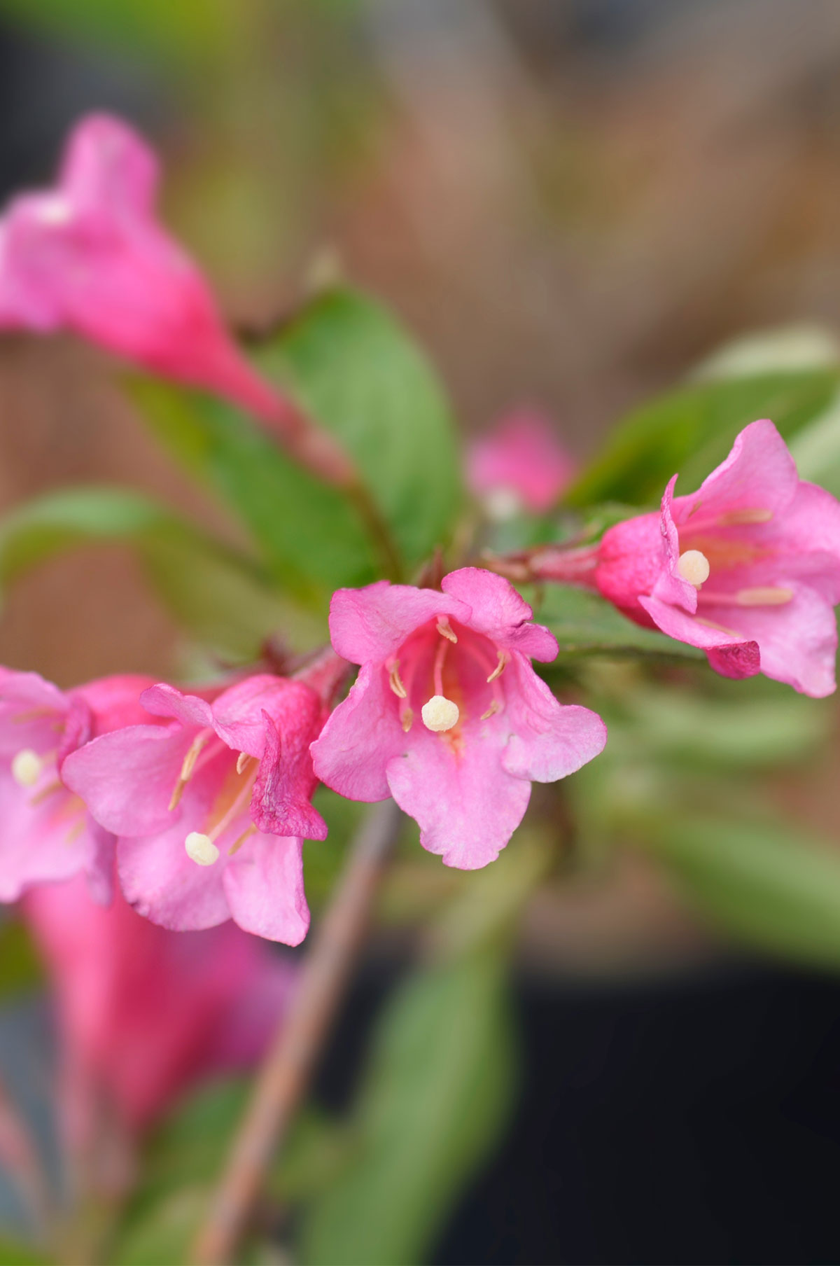 Vajgélie květnatá ‘Minuet’ Weigela florida