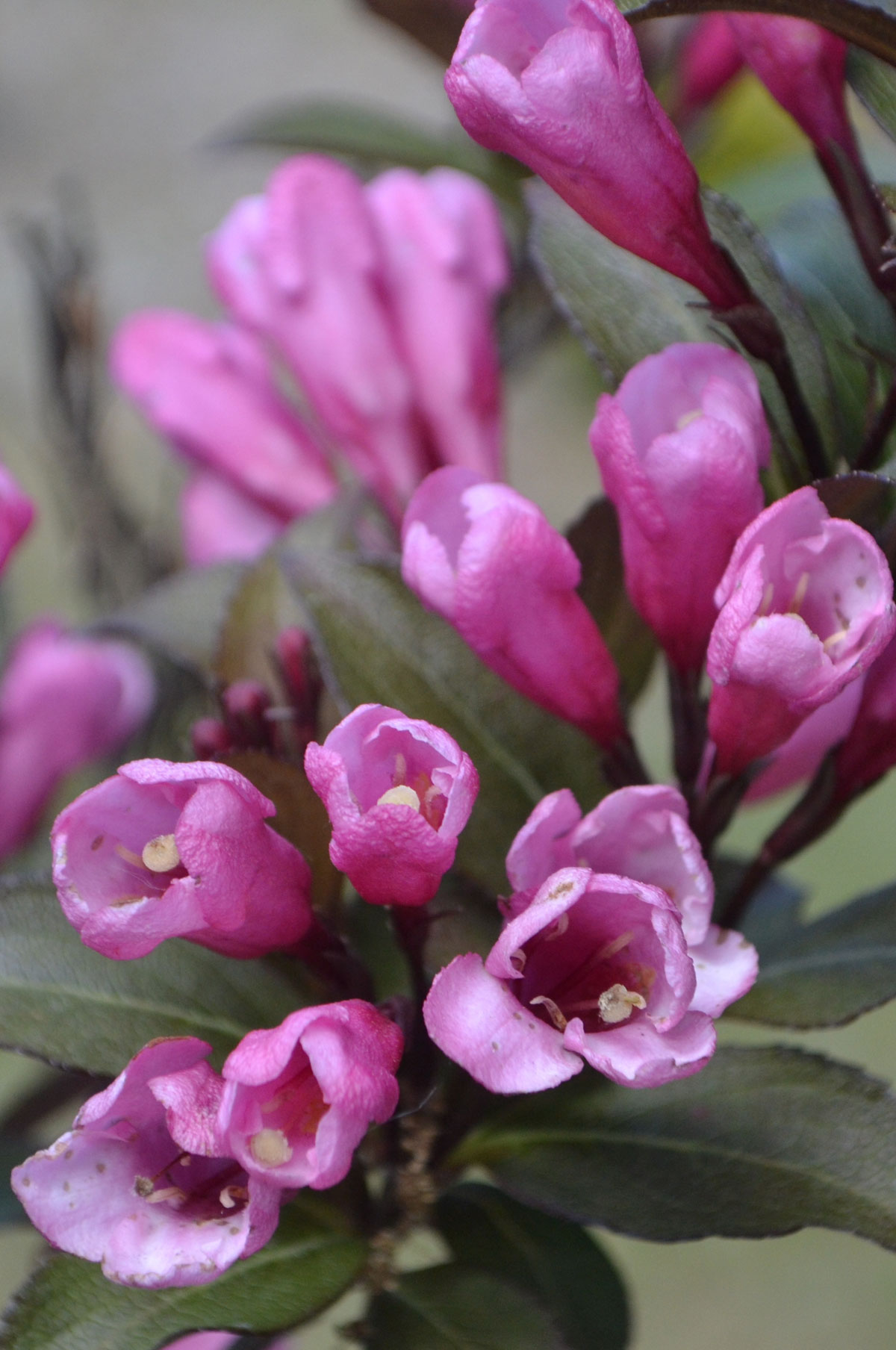 Vajgélie květnatá ‘ Purpurea’ Weigela florida