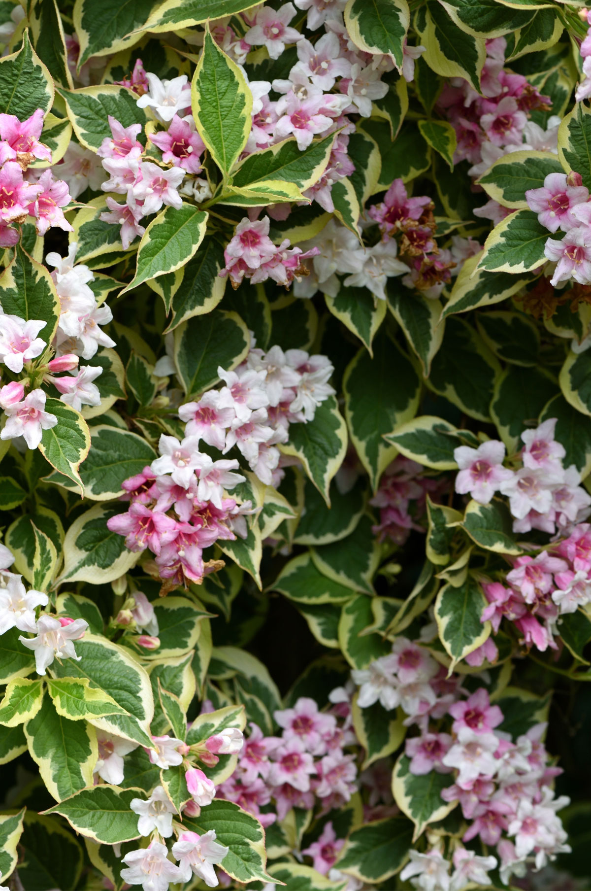 Vajgélie květnatá ‘Variegata’ Weigela florida