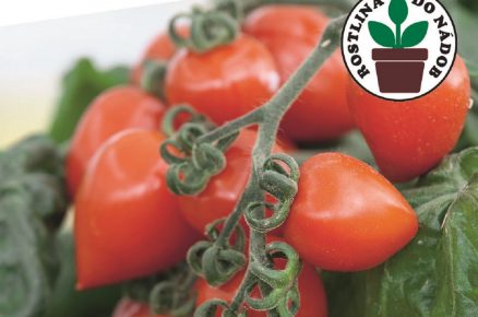 balení semínek rajčat