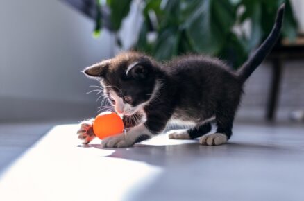 Záběr malého černého kotěte, jak si hraje s oranžovým míčem v obývacím pokoji domu.