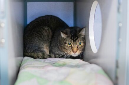 Plachá vyděšená kočka se skrývá v boudě v útulku pro záchranu zvířat.