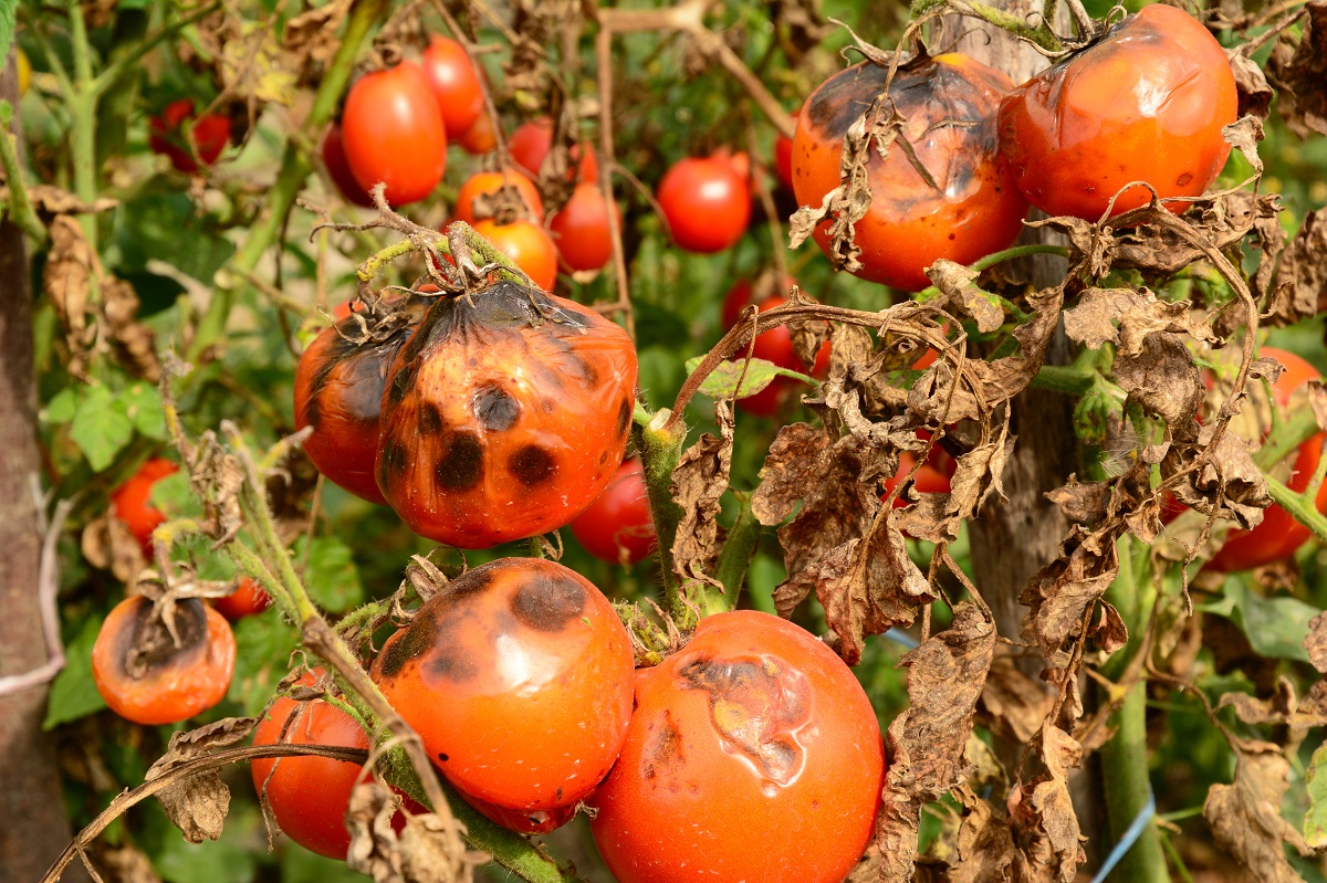 Nemoci rajčat