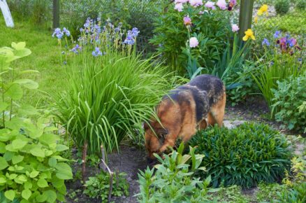 Pes se hrabe v zahradě