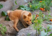 Pes se hrabe v zahradě mezi květinami