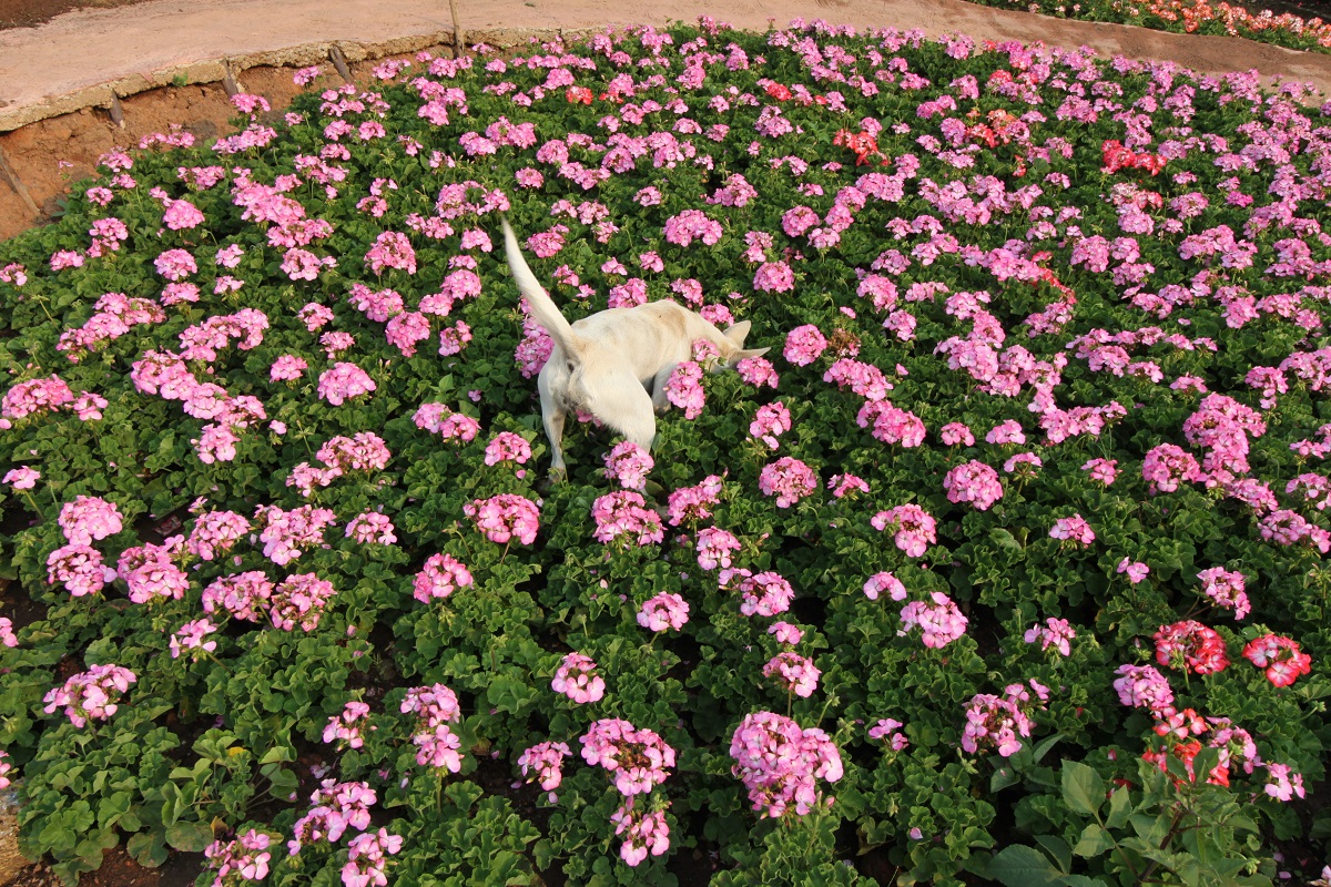 Pes se hrabe v zahradě mezi květinami