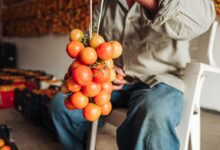 Použijeme provázek nebo pevnou šňůru, kterou přeložíme napůl, čímž vytvoříme smyčku – „kolébku“ pro rajčata.