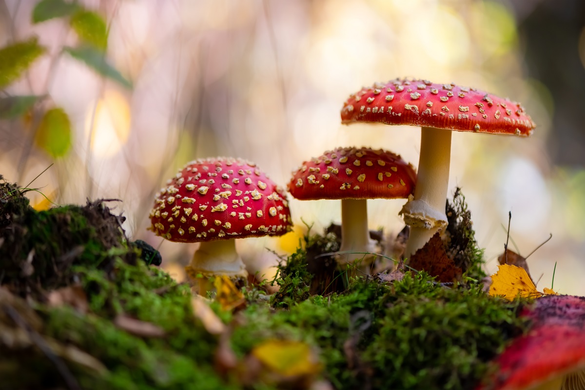 Muchomůrka červená (Amanita muscaria): Krásná červená houba s bílými tečkami, která je však jedovatá.