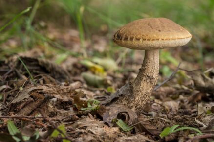 Kozák (Leccinum spp.): Tyto houby mají různě barevné klobouky (hnědé, oranžové) a typické šupinky na noze.