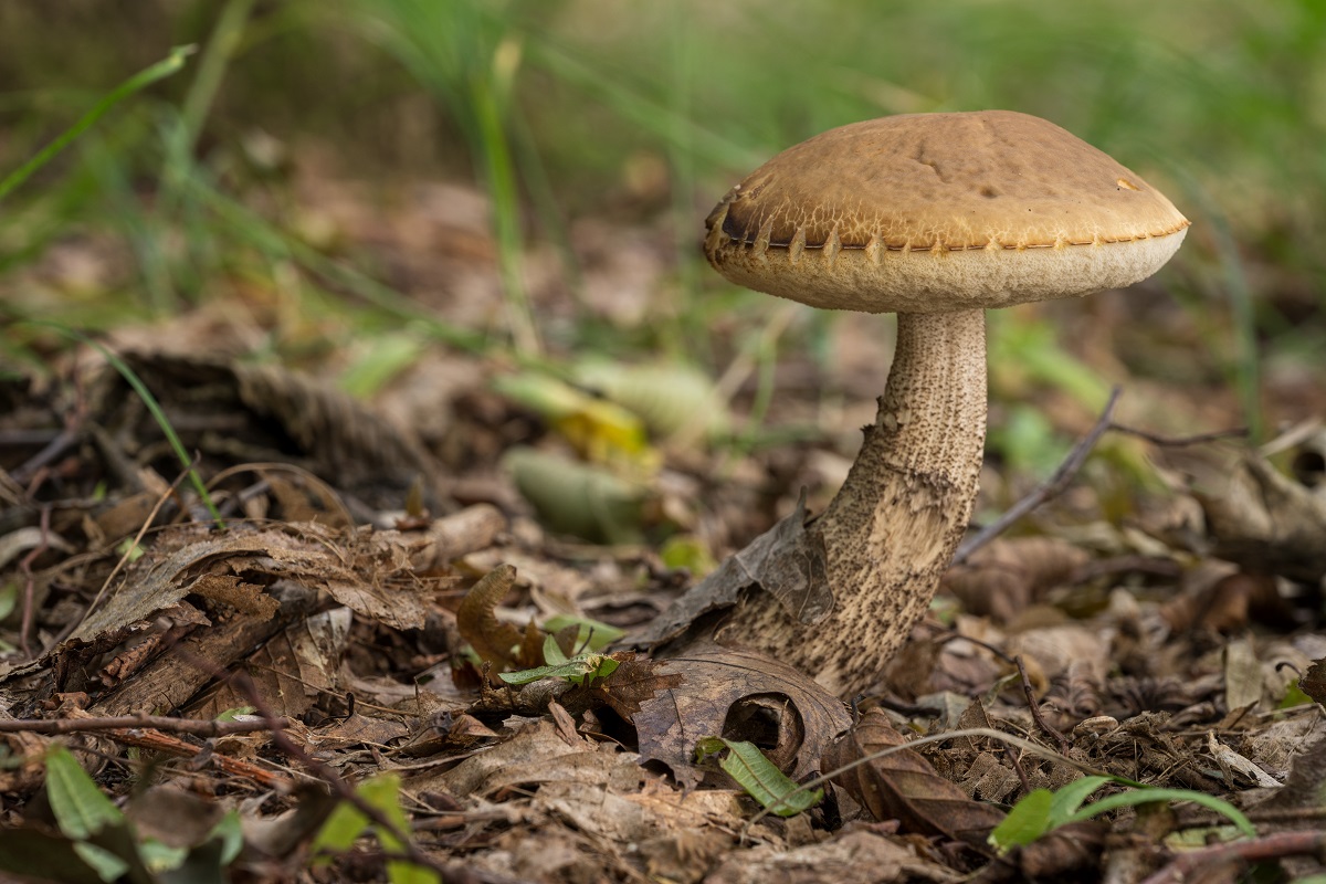 Kozák (Leccinum spp.): Tyto houby mají různě barevné klobouky (hnědé, oranžové) a typické šupinky na noze.