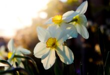 Tulipány, narcisky a hyacinty patří mezi nejkrásnější jarní rostliny