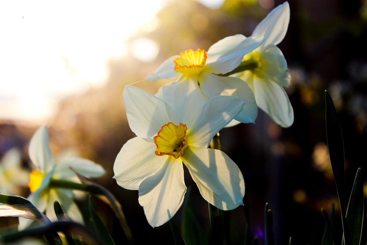 Tulipány, narcisky a hyacinty patří mezi nejkrásnější jarní rostliny