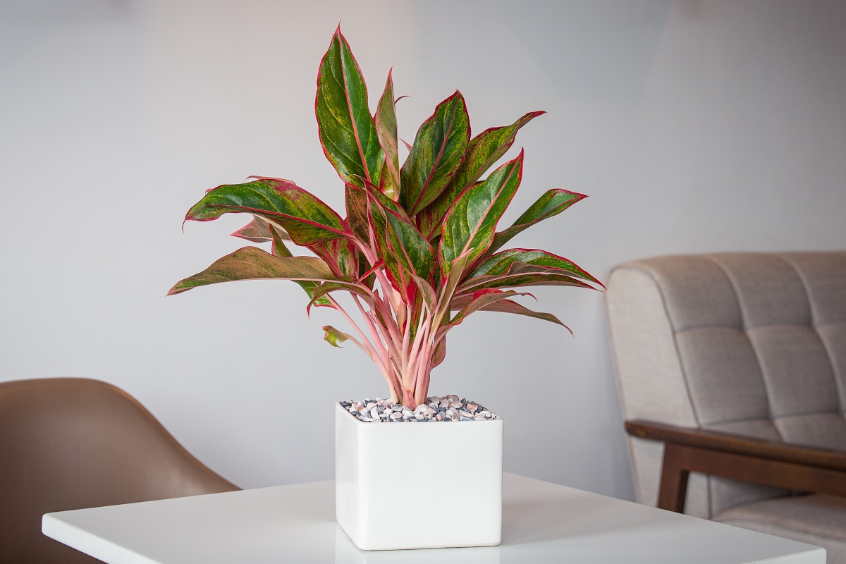 Aglaonema