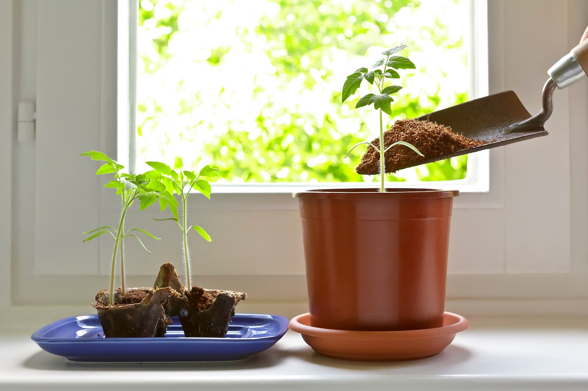 Náročné jsou pro začátečníky i proto, že potřebují předpěstovat.